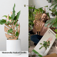 Monstrella - Plant trellis inspired by the Monstera Leaf
