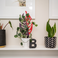 BARE™ Monstrella™ - Customizable Monstera Shaped Wooden Plant Support