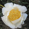 Peony 1 Root - Huge Fragrant Moon of Nippon By Easy To Grow Bulbs