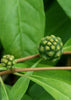 Morinda royoc, Mouse’s Pineapple Edible Fruit Live Plant