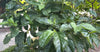 Morinda Citrifolia 15 Seeds, Noni Cheese Fruit Shrub Small Tree Indian Mulberry