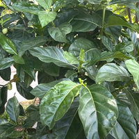 Morinda Citrifolia 15 Seeds, Noni Cheese Fruit Shrub Small Tree Indian Mulberry