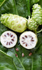 Morinda Citrifolia 15 Seeds, Noni Cheese Fruit Shrub Small Tree Indian Mulberry