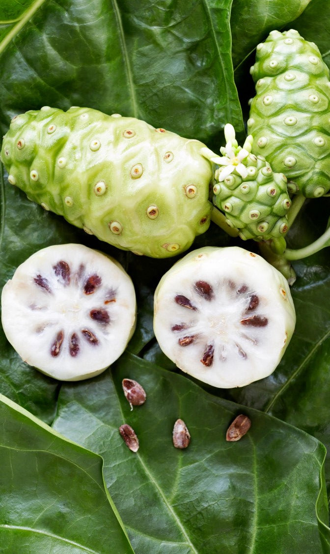 Morinda Citrifolia 15 Seeds, Noni Cheese Fruit Shrub Small Tree Indian Mulberry