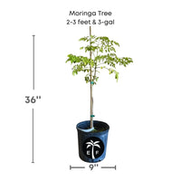 Moringa Oleifera Live Tree