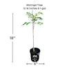 Moringa Oleifera Live Tree
