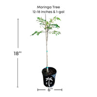Moringa Oleifera Live Tree