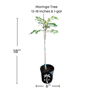 Moringa Oleifera Live Tree