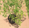 Moringa Oleifera Live Tree