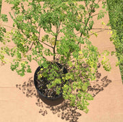 Moringa Oleifera Live Tree