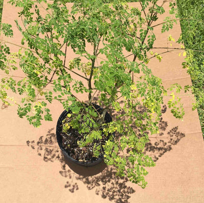 Moringa Oleifera Live Tree