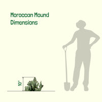 Moroccan Mound, Succulent Garden Plant