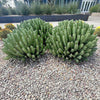 Moroccan Mound, Succulent Garden Plant