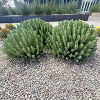 Moroccan Mound, Succulent Garden Plant