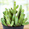Moroccan Mound, Succulent Garden Plant