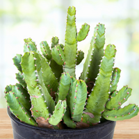 Moroccan Mound, Succulent Garden Plant