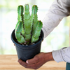 Moroccan Mound, Succulent Garden Plant