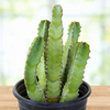 Moroccan Mound, Succulent Garden Plant