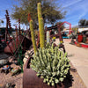 Moroccan Mound, Succulent Garden Plant