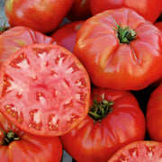 Mortgage Lifter Tomato Seeds, Garden Vegetables
