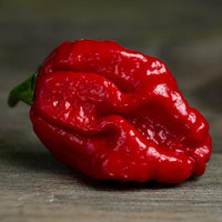 Moruga Trinidad Scorpion Pepper Seeds, Previous World Record Hot Garden Vegetables