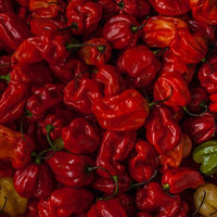 Moruga Trinidad Scorpion Pepper Seeds, Previous World Record Hot Garden Vegetables