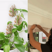 Monstrella - Wall Mounted Trellis Plant Support
