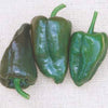 Mulato Island Chile Pepper Seeds, Garden Vegetables