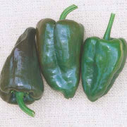 Mulato Island Chile Pepper Seeds, Garden Vegetables