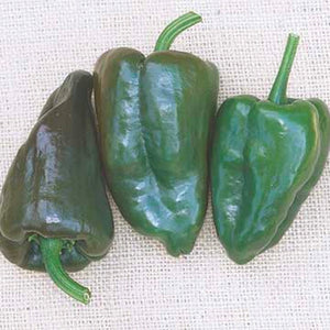 Mulato Island Chile Pepper Seeds, Garden Vegetables