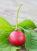 Muntingia calabura, Red Strawberry Fruit Tree - Live Plant