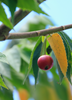 Muntingia calabura, Red Strawberry Fruit Tree - Live Plant