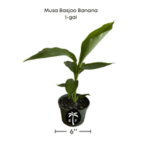 Basjoo Banana Live Plant – Cold Hardy Tropical Beauty