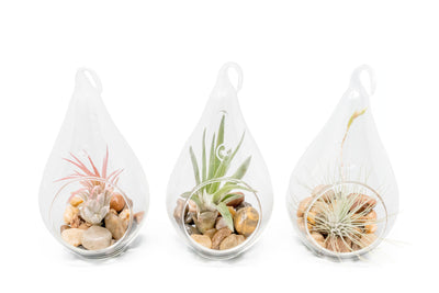 SALE - Set of 3 Airy Teardrop Terrariums with Flat Bottoms, Air Plants and Stones