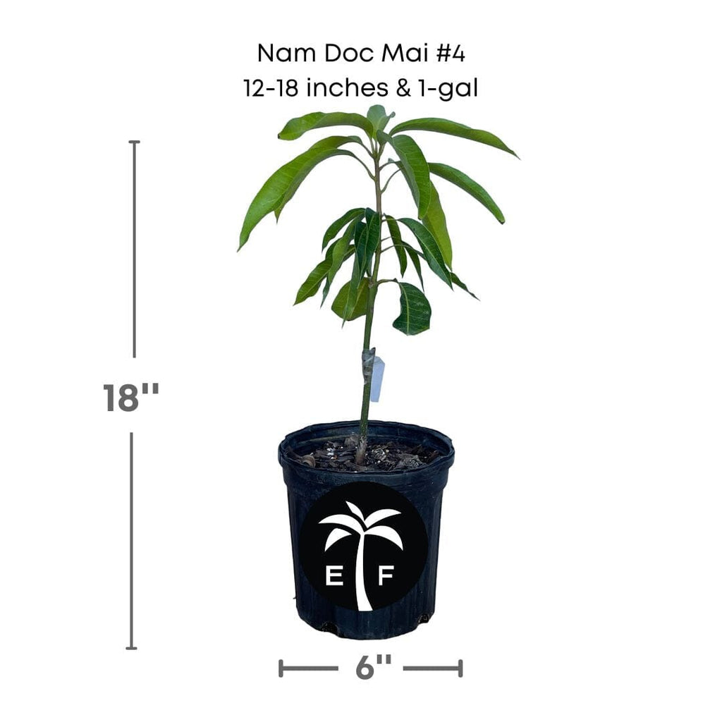 Mangifera indica 'Nam Doc Mai #4' Dwarf Mango Tree, Grafted Live Plant
