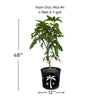 Mangifera indica 'Nam Doc Mai #4' Dwarf Mango Tree, Grafted Live Plant