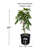 Mangifera indica 'Nam Doc Mai #4' Dwarf Mango Tree, Grafted Live Plant