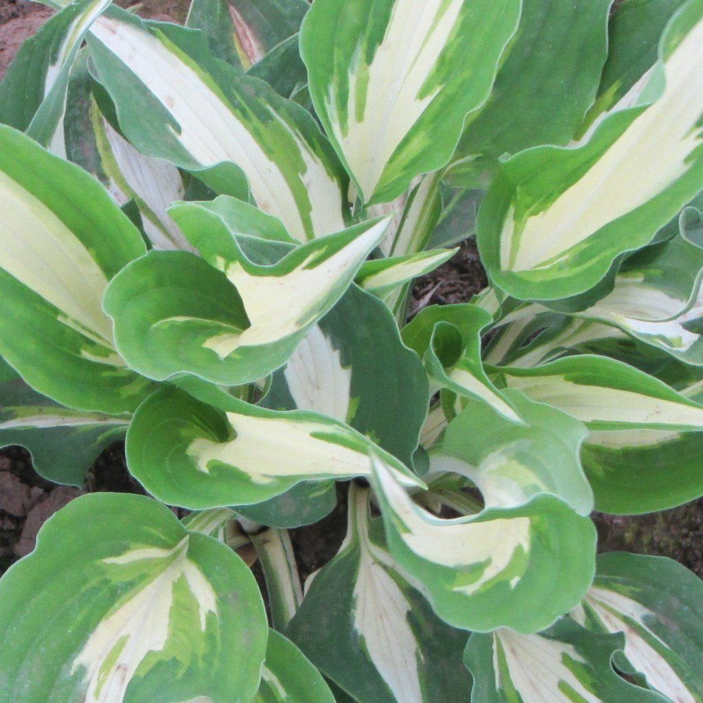 Hosta - Night Before Christmas, 3 Live Roots