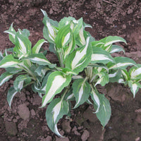 Hosta - Night Before Christmas, 3 Live Roots