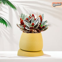 Nubium Planter In Many Colors & Sizes