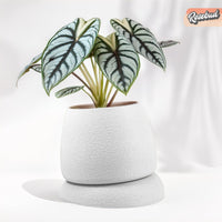 Nubium Planter In Many Colors & Sizes