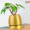 Nubium Planter In Many Colors & Sizes