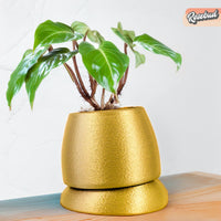Nubium Planter In Many Colors & Sizes