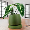 Nubium Planter In Many Colors & Sizes