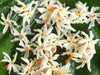 Nyctanthes Arbor Tristis 10 Seeds/5 Fruit, Fragrant Night Jasmine Shrub or Small Tree