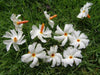 Nyctanthes Arbor Tristis 10 Seeds/5 Fruit, Fragrant Night Jasmine Shrub or Small Tree