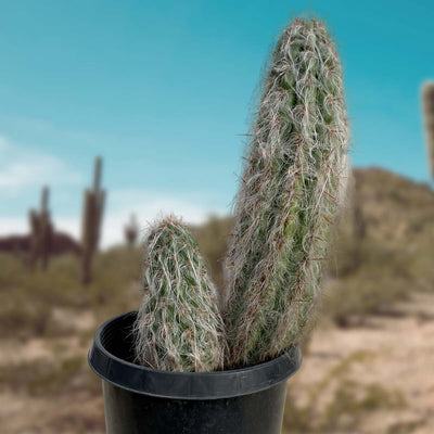 Oreocereus Trolli Cactus Plant,  Old Man of the Andes