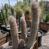 Oreocereus Trolli Cactus Plant,  Old Man of the Andes