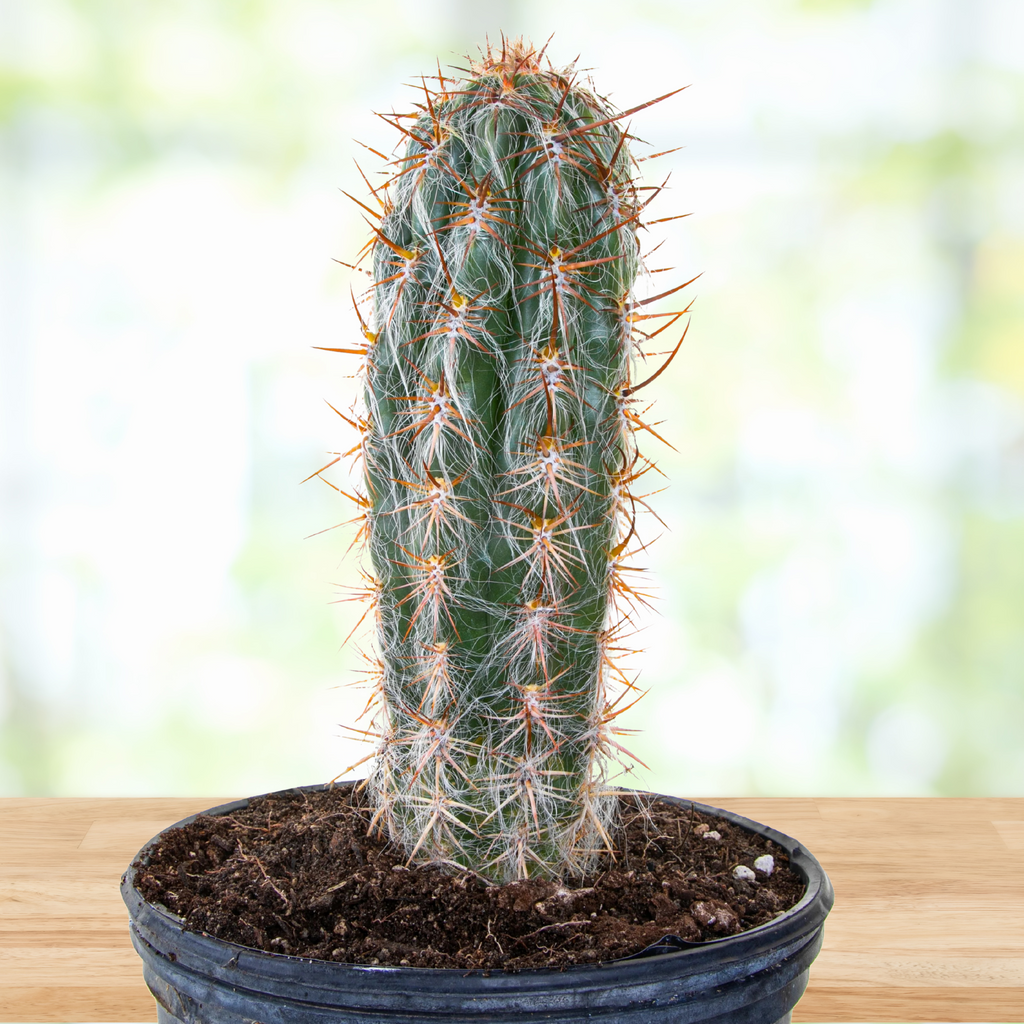 Oreocereus Trolli Cactus Plant,  Old Man of the Andes