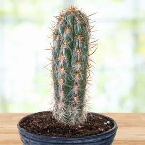 Oreocereus Trolli Cactus Plant,  Old Man of the Andes